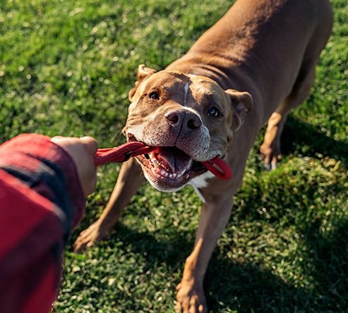 Brown dog gripping a red toy with its teeth while playing tug-of-war on a grassy lawn